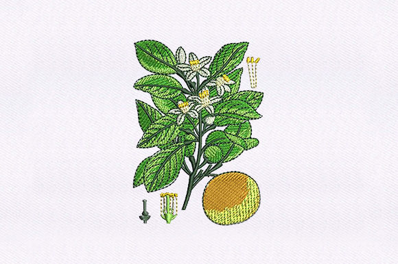 Floral Vines Orange Embroidery Design Review
